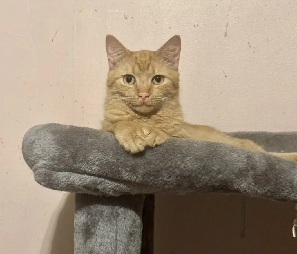 Finn =^.^=