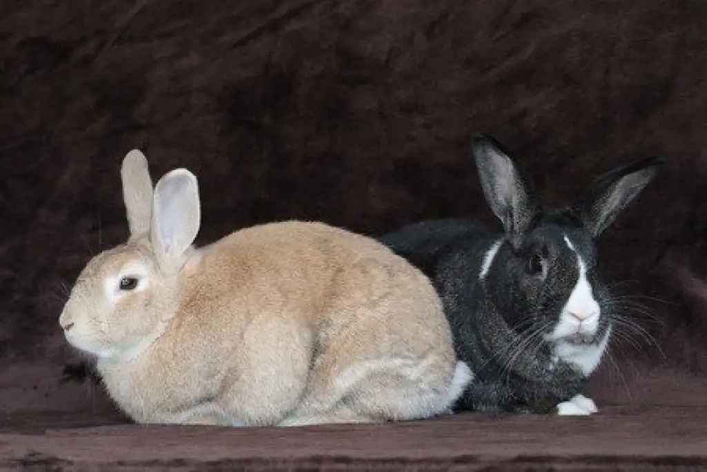 Potato & Pepper (bonded pair)