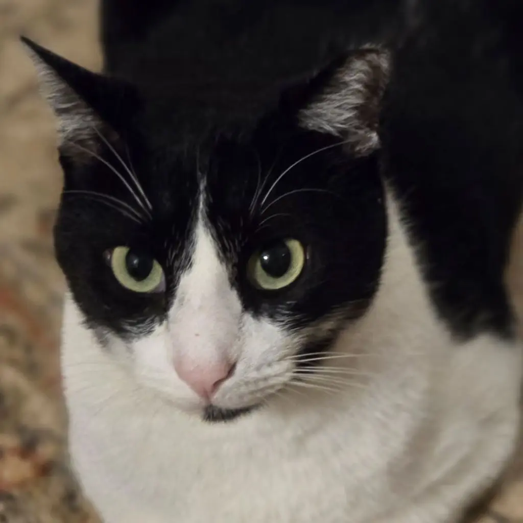 Felix