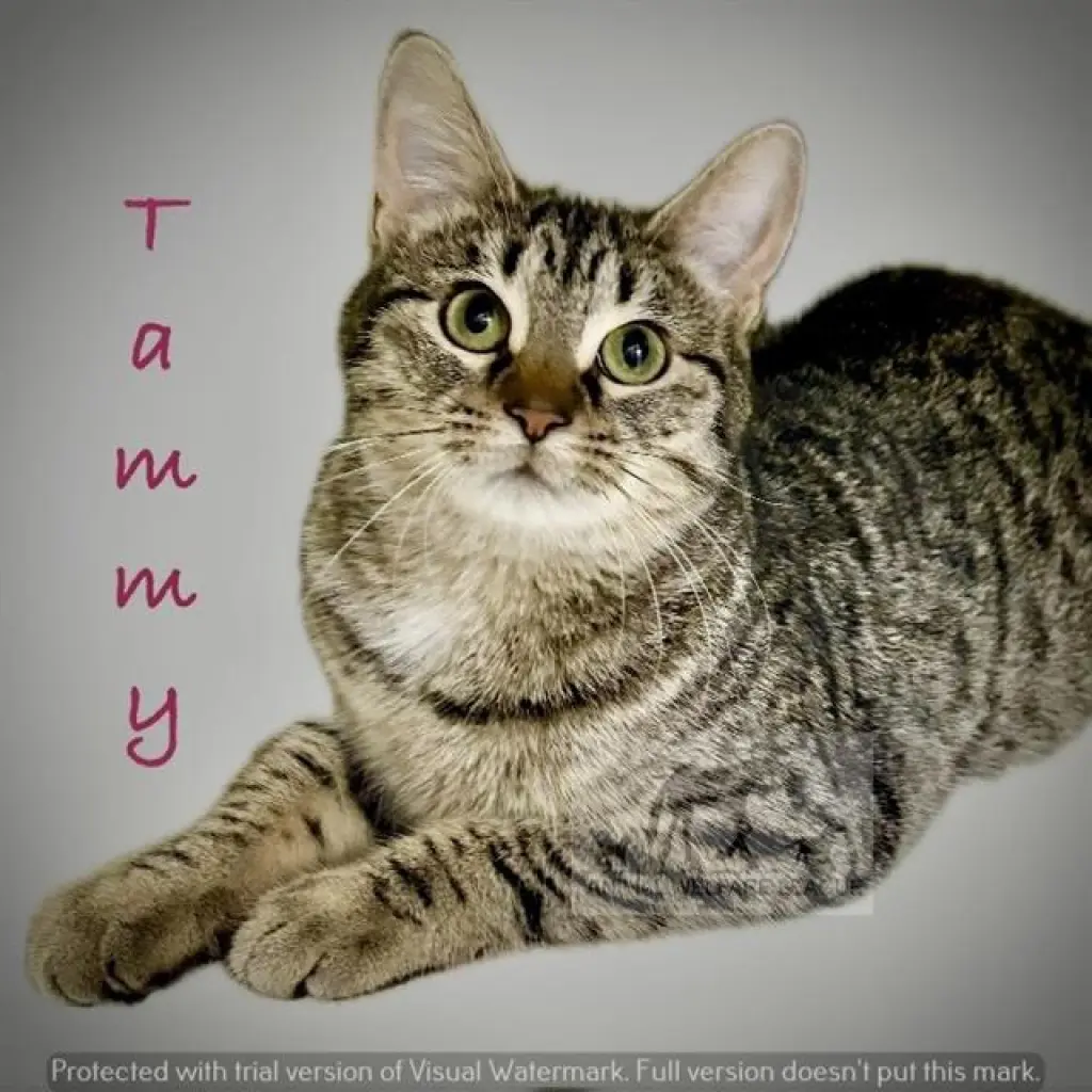 TAMMY