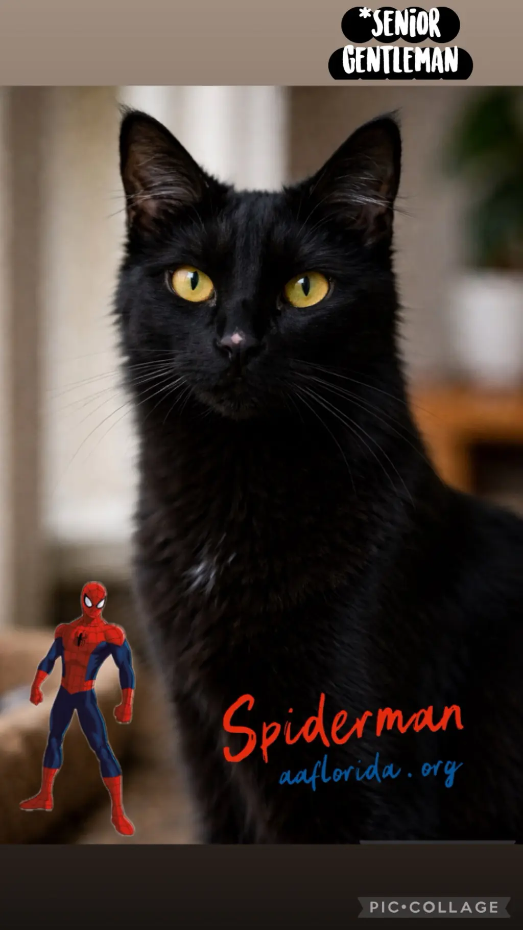 Spiderman