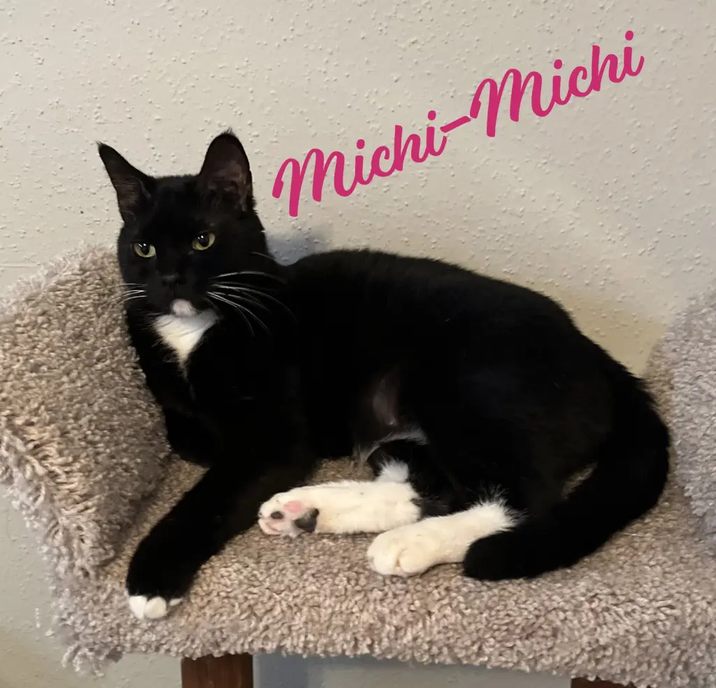 Michi-Michi #craves-attention-&-affection