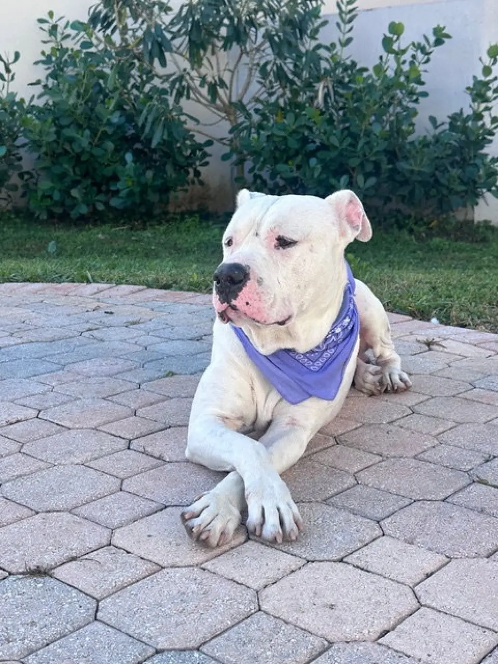 COURTESY POST: Sofia's foster
