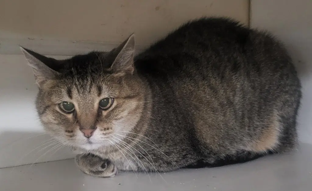 Kitty (Front Declawed)