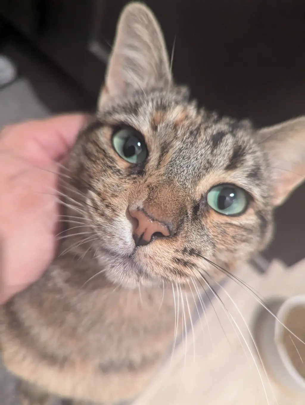 Cinnamon 2