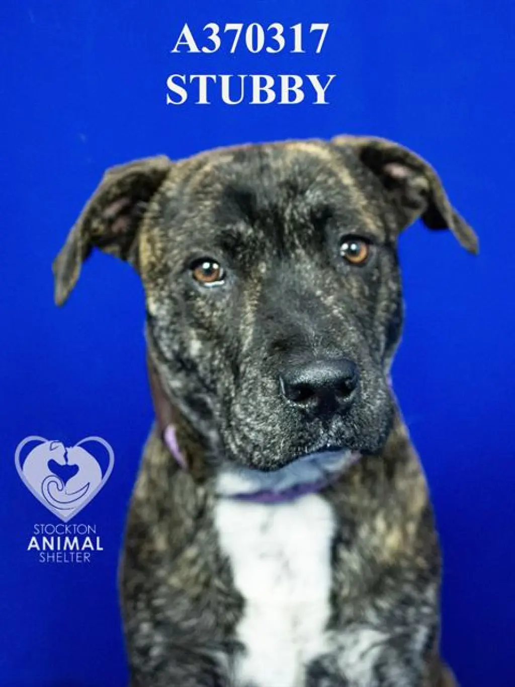 STUBBY