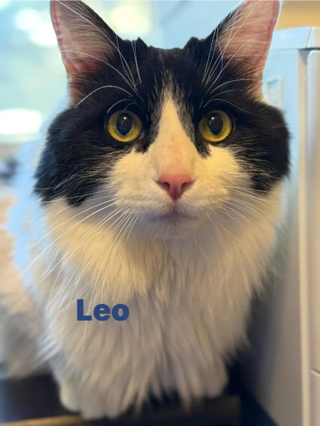 Leo