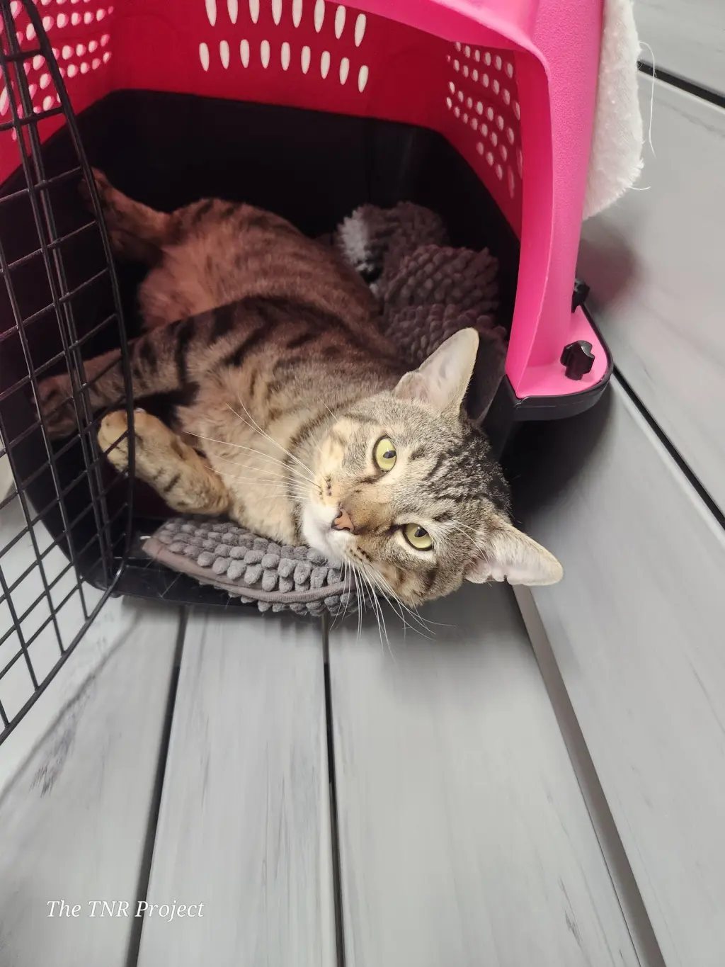 Lyon (FIV+)