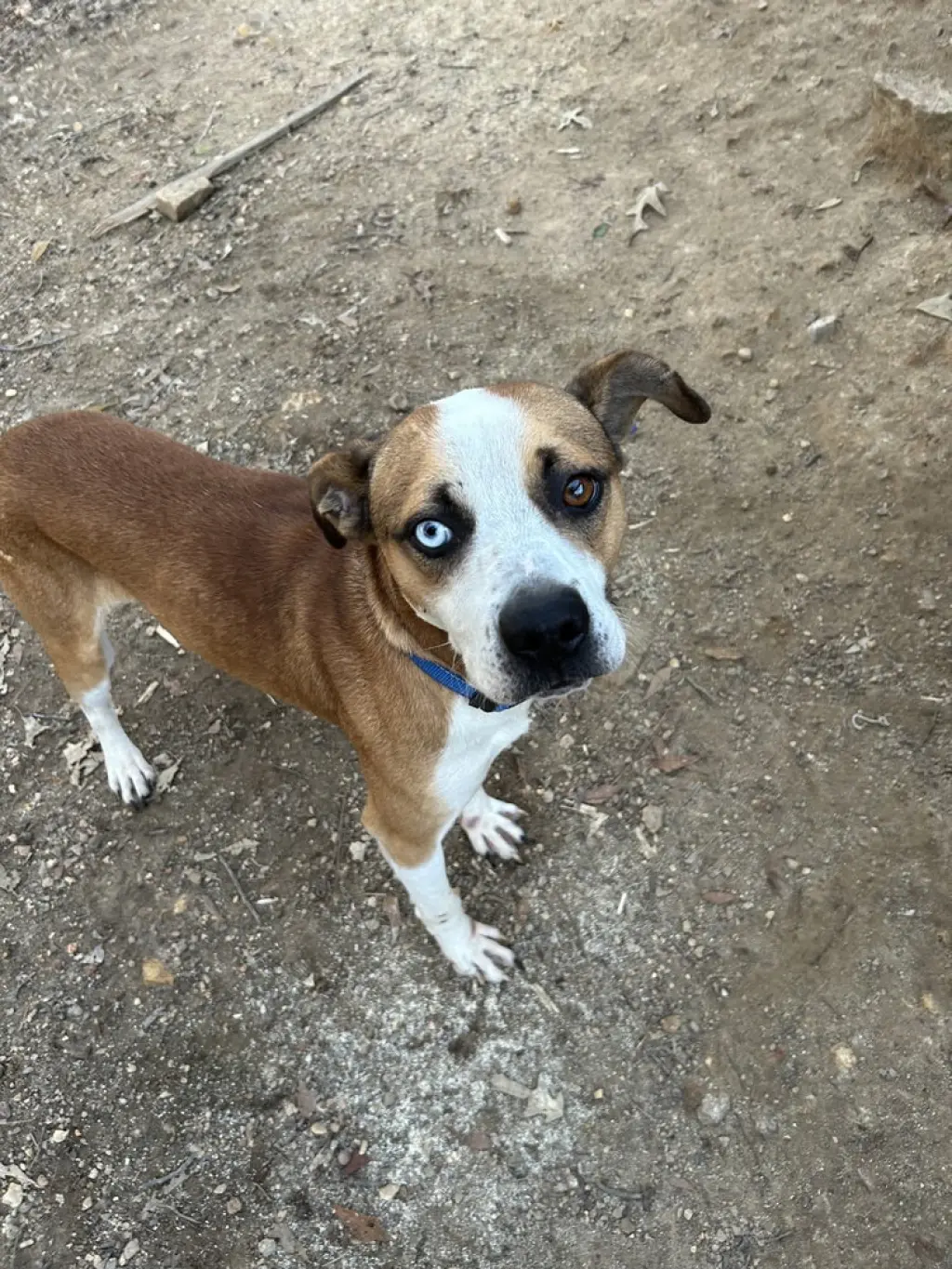 Zeus (from GA)