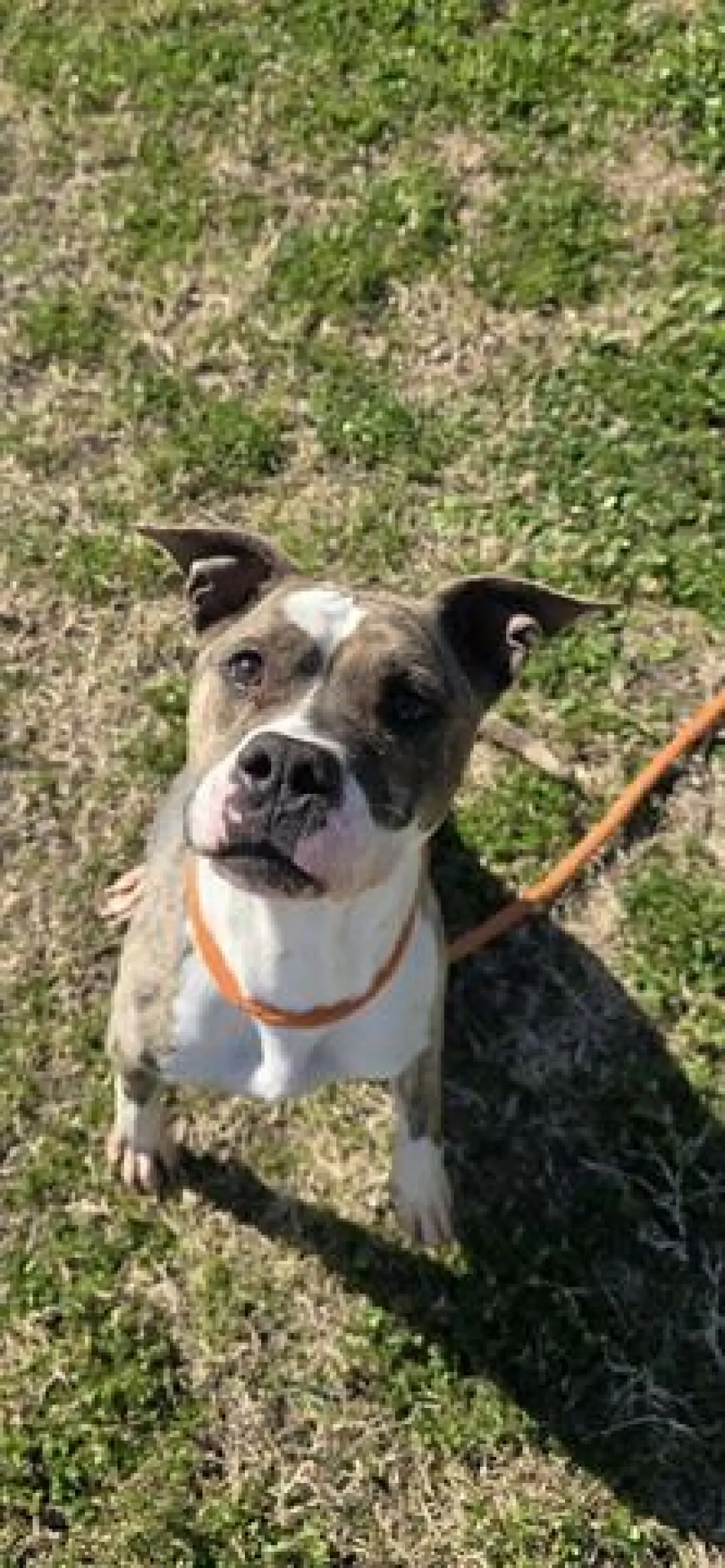 PENNY AKA TIPPY