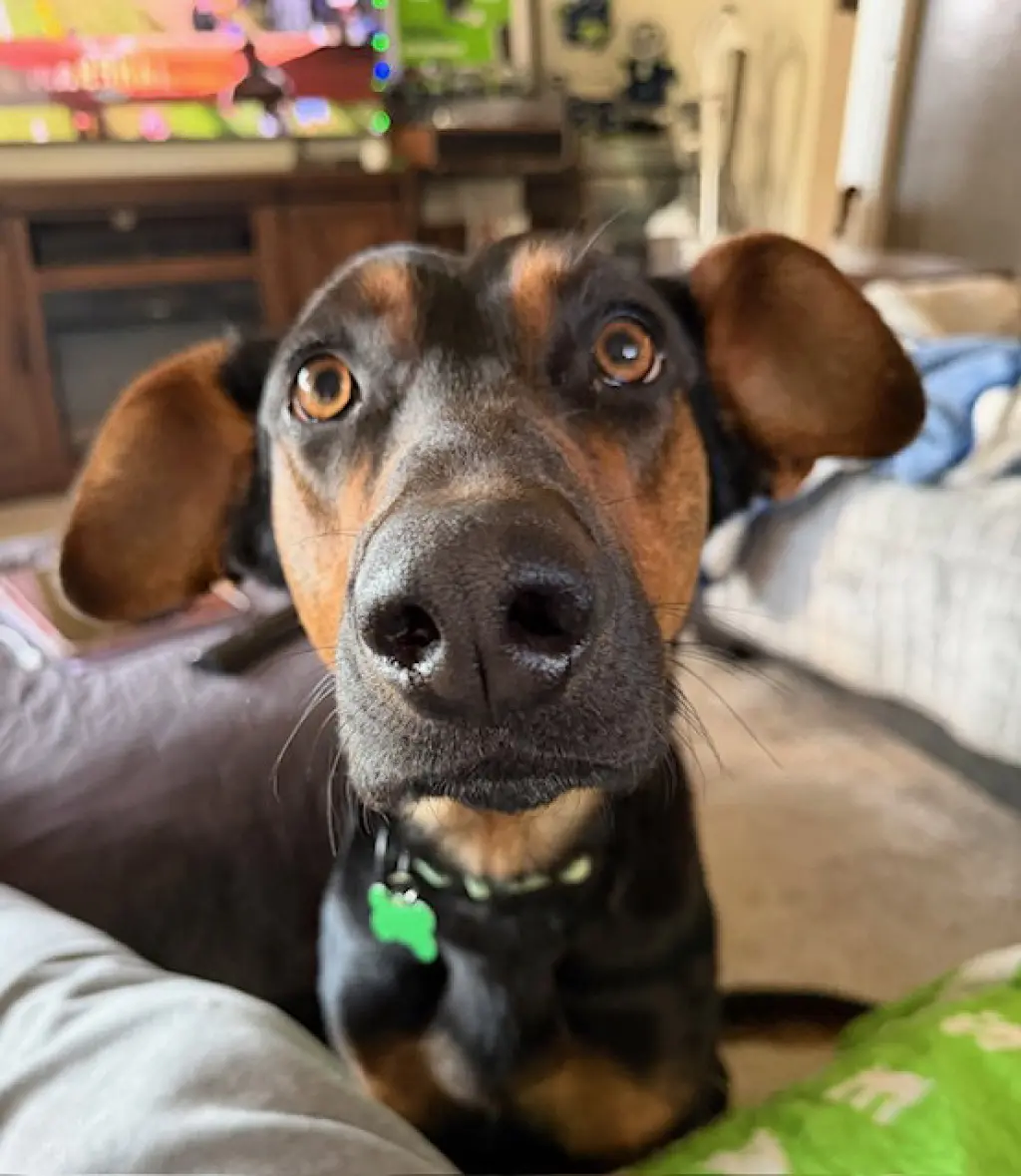 Alfalfa