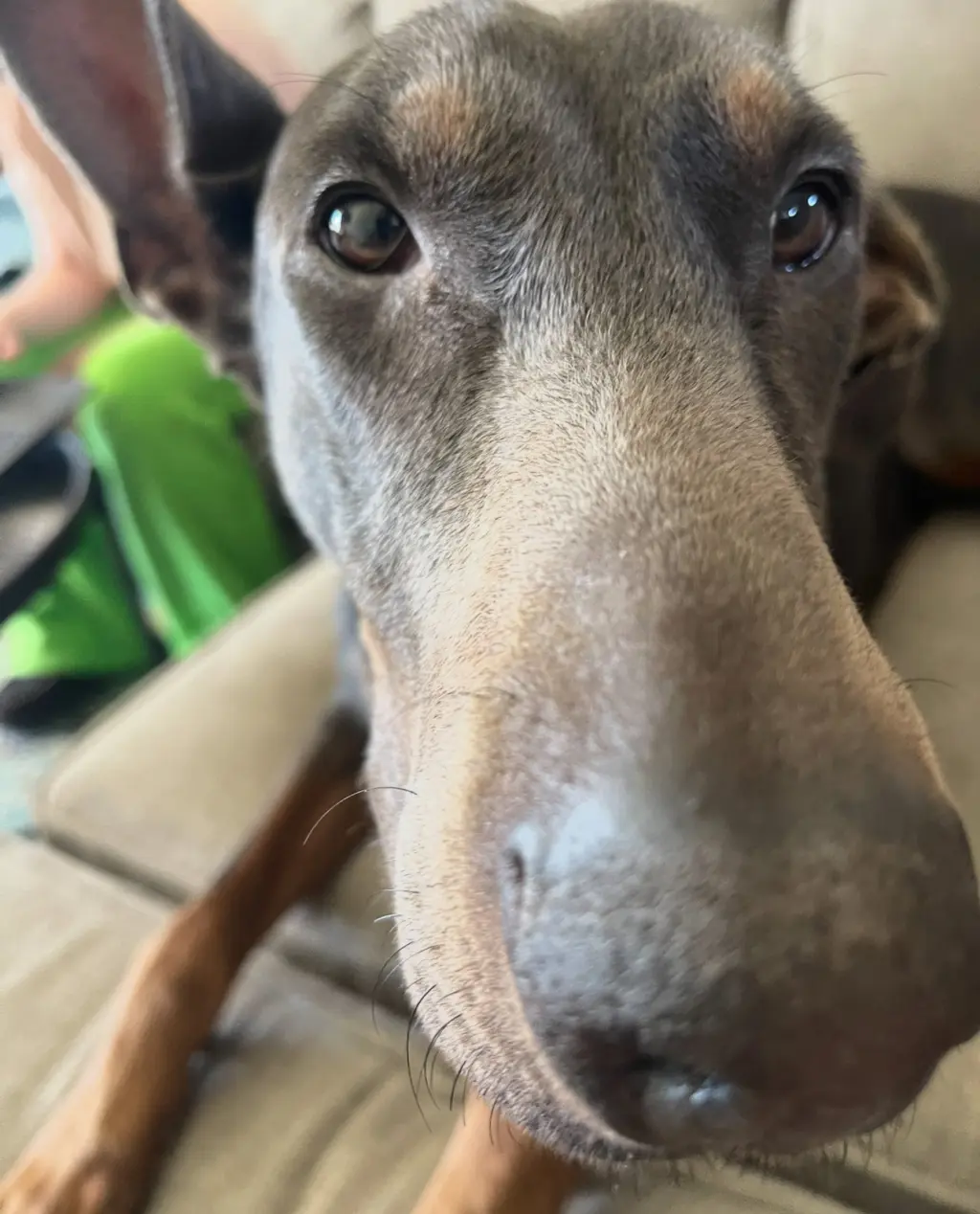 Maggie Adoption Pending!