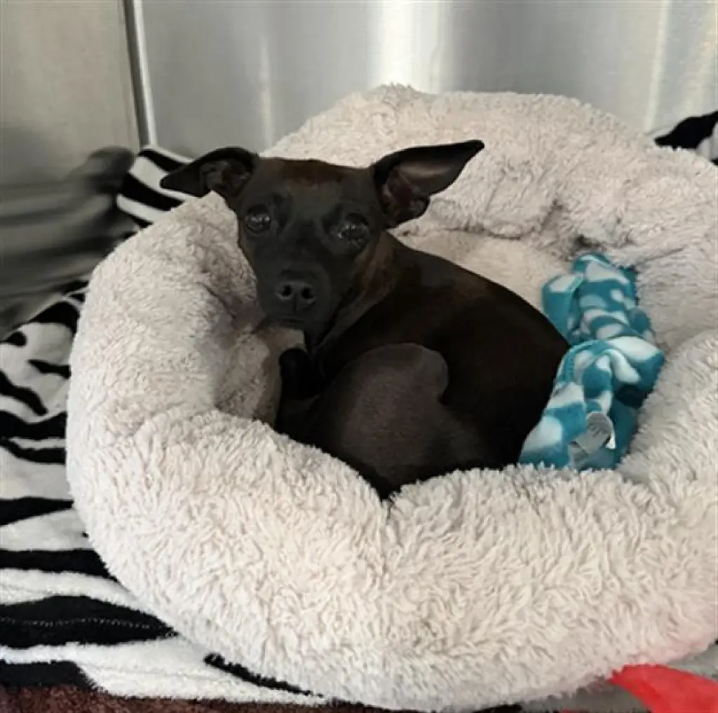 DUCKIE- IN FOSTER