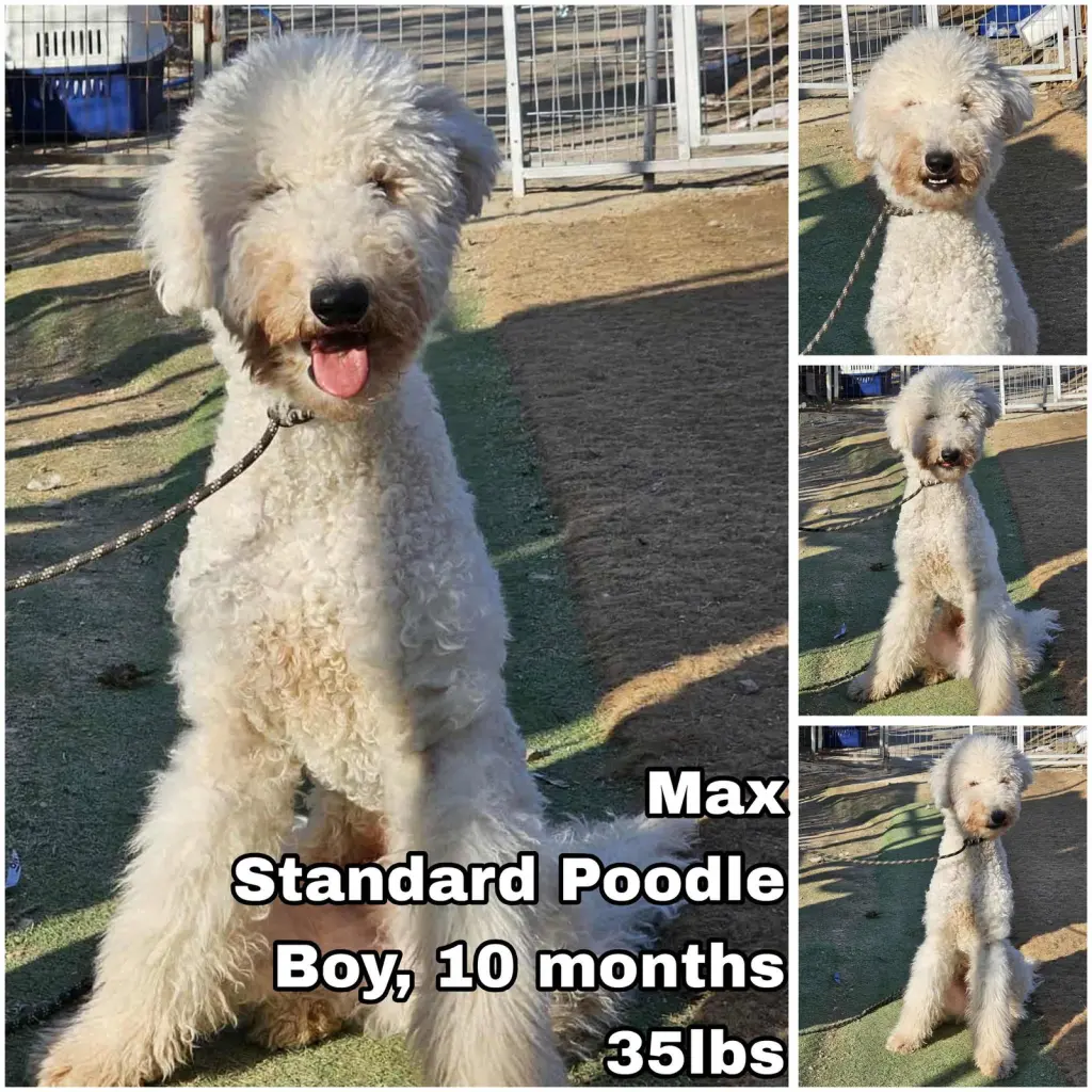 Max from Korea