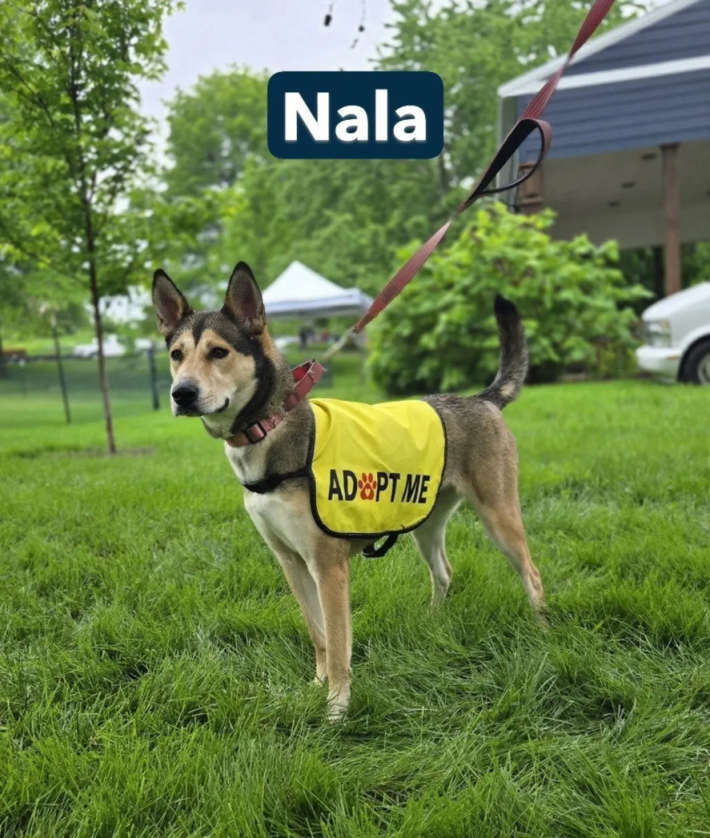 Nala aka Bonnie
