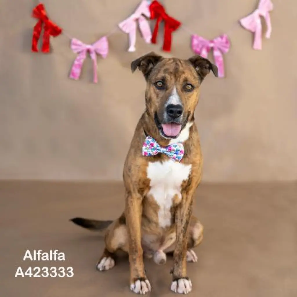 ALFALFA