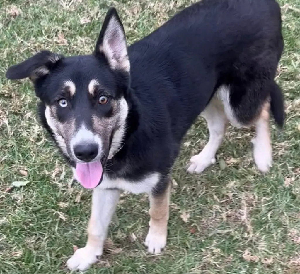HEIDI