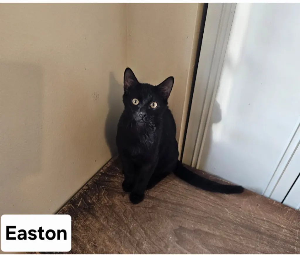 Easton.     ML