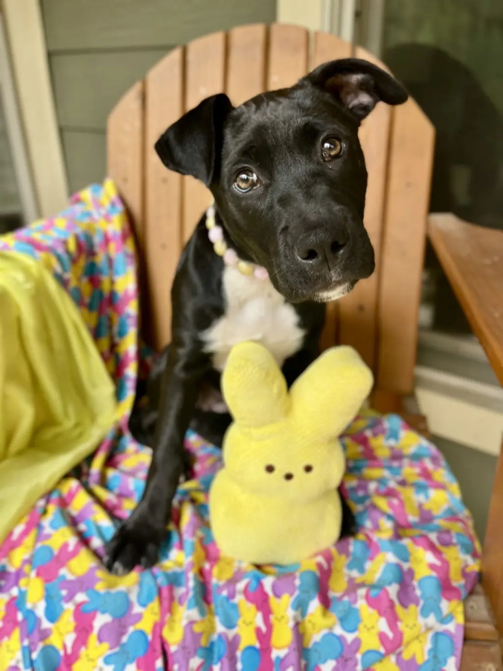 BookTok Fantasy Litter - Aelin - Located in VA