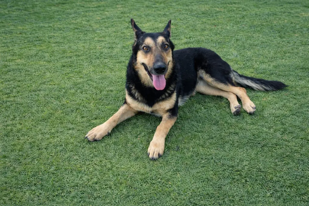 Dakota