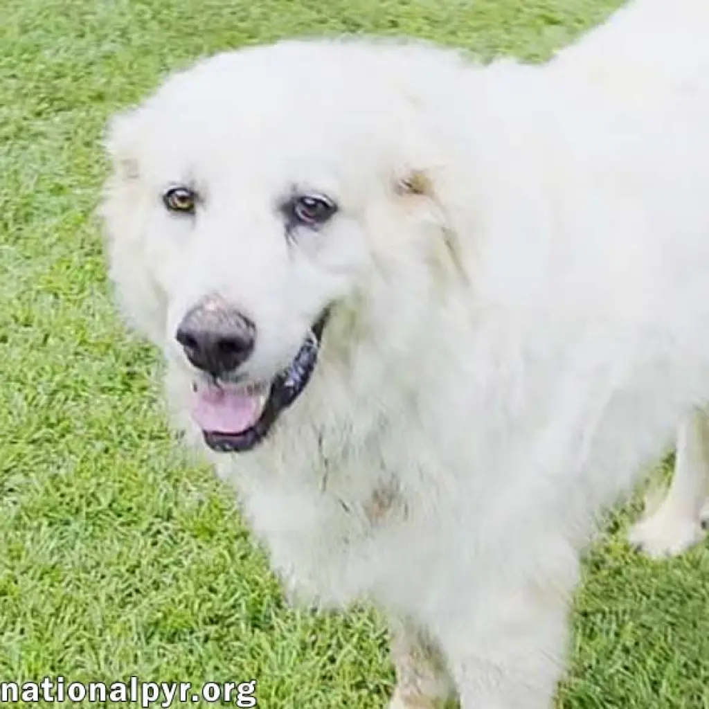 James in AL - Gives Boops For Attention!