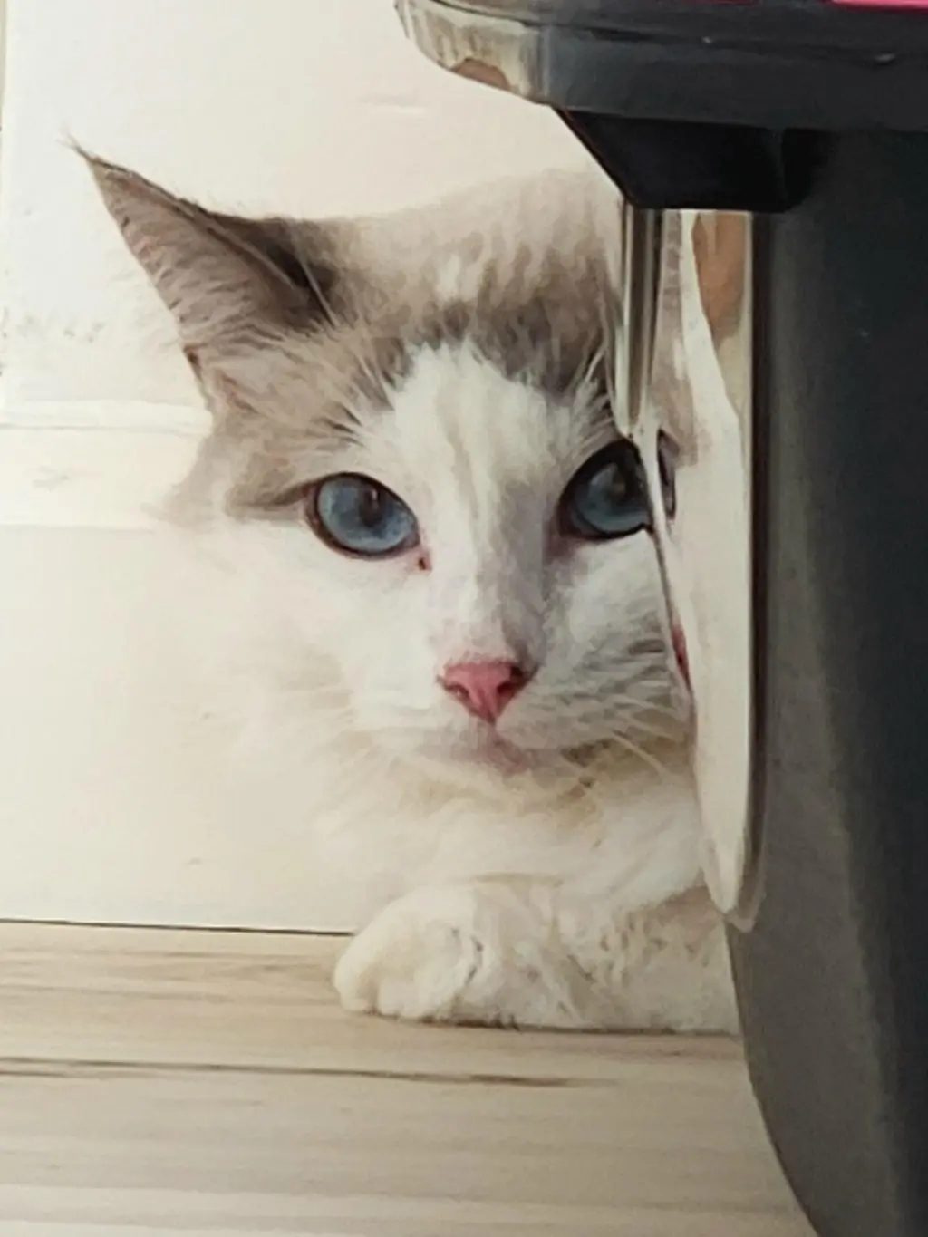Cashmere