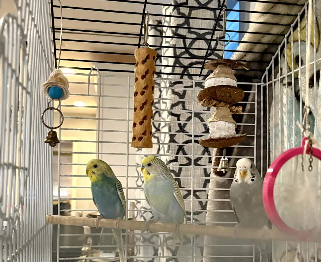 Parakeets - Female 1