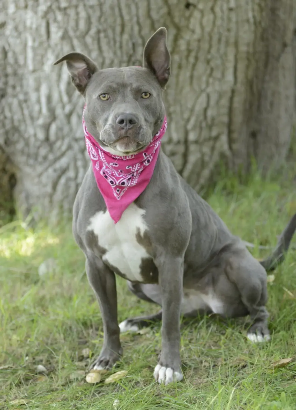 Roxy