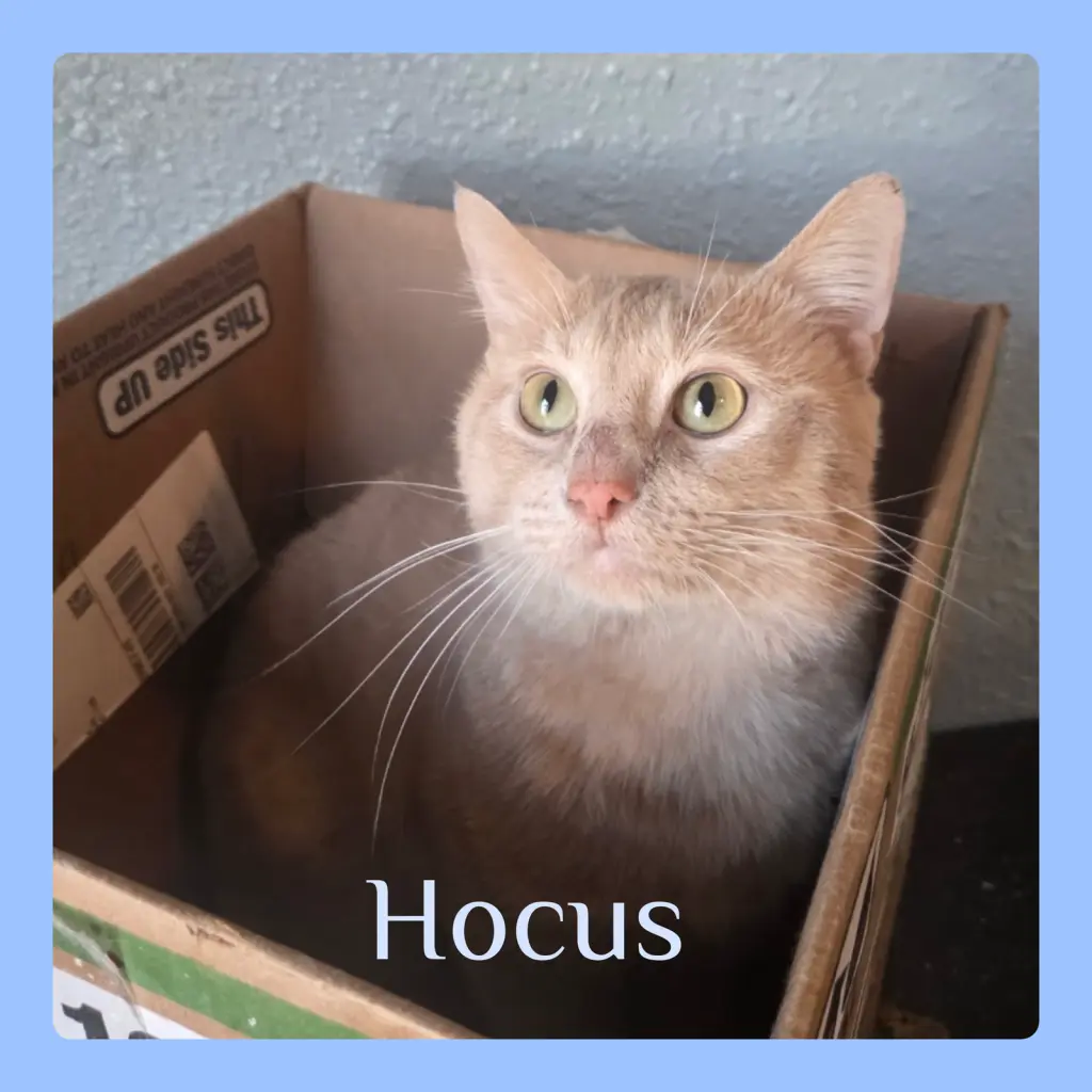 HOCUS