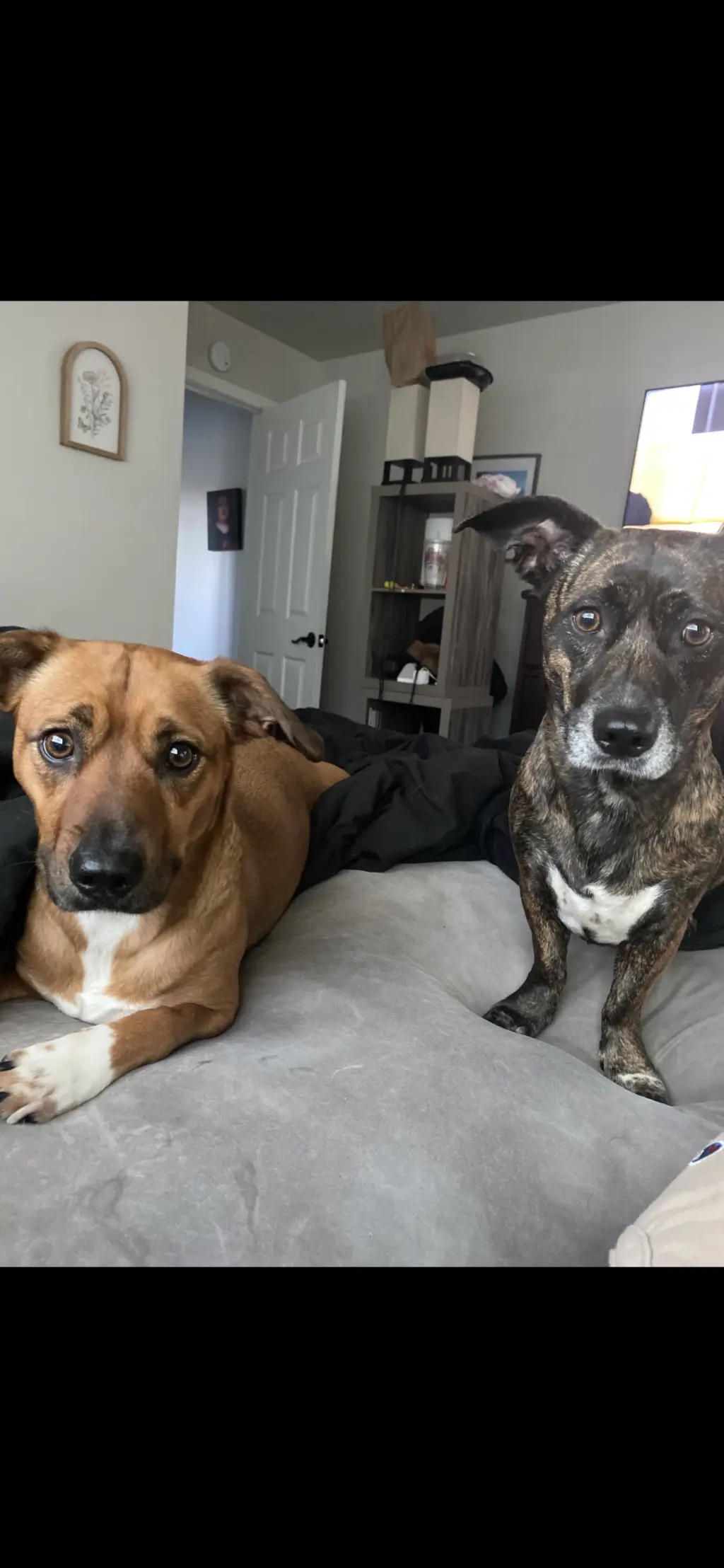 lilo