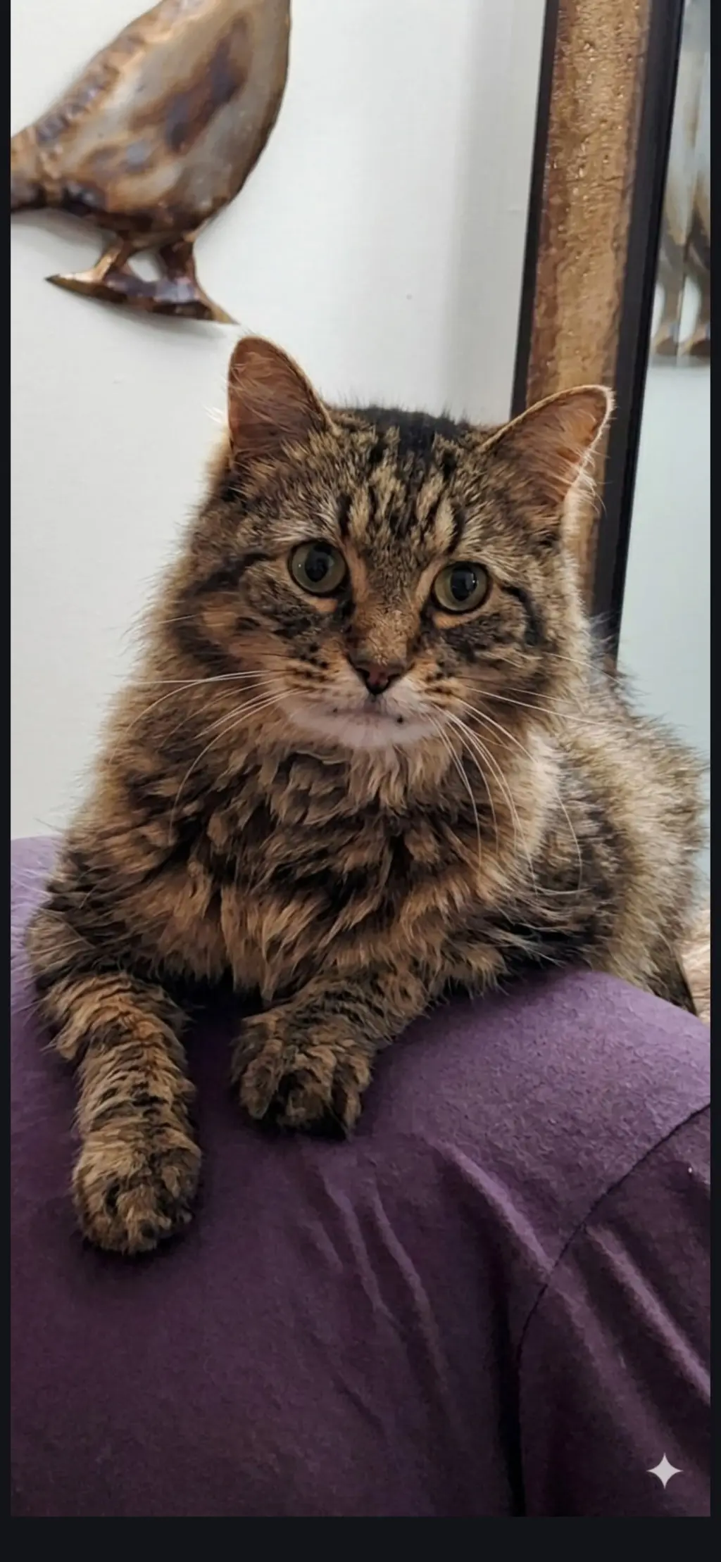Soni