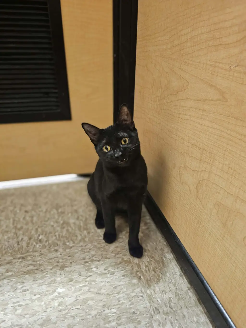Ebony