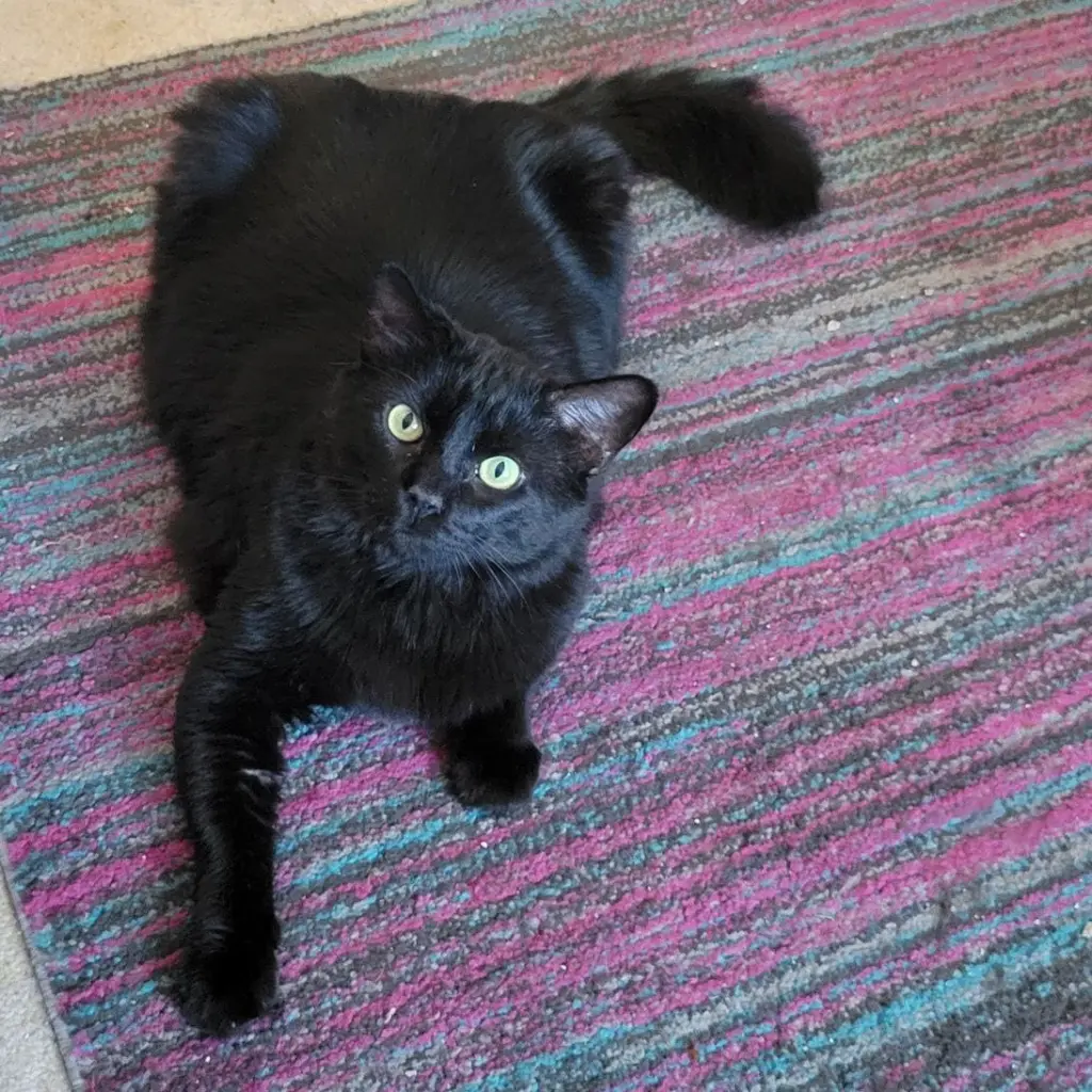 Cash (Handsome Lovebug!)