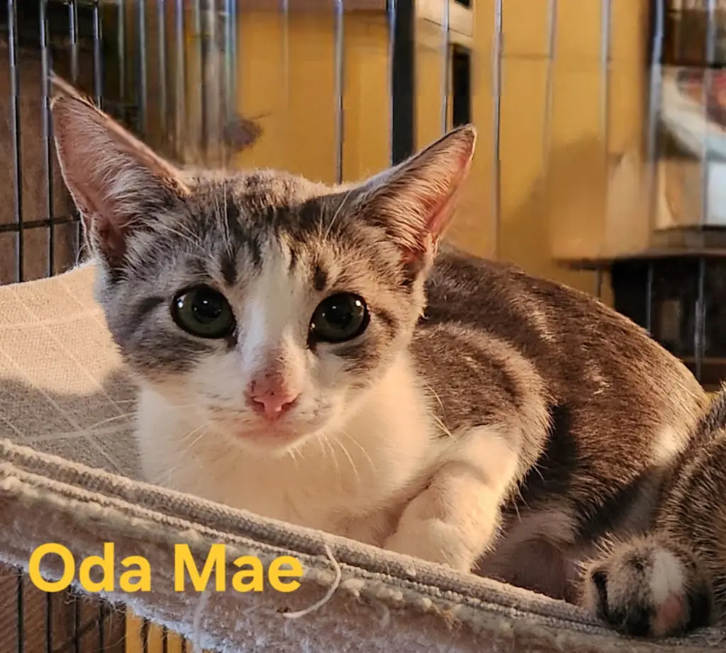 Oda Mae