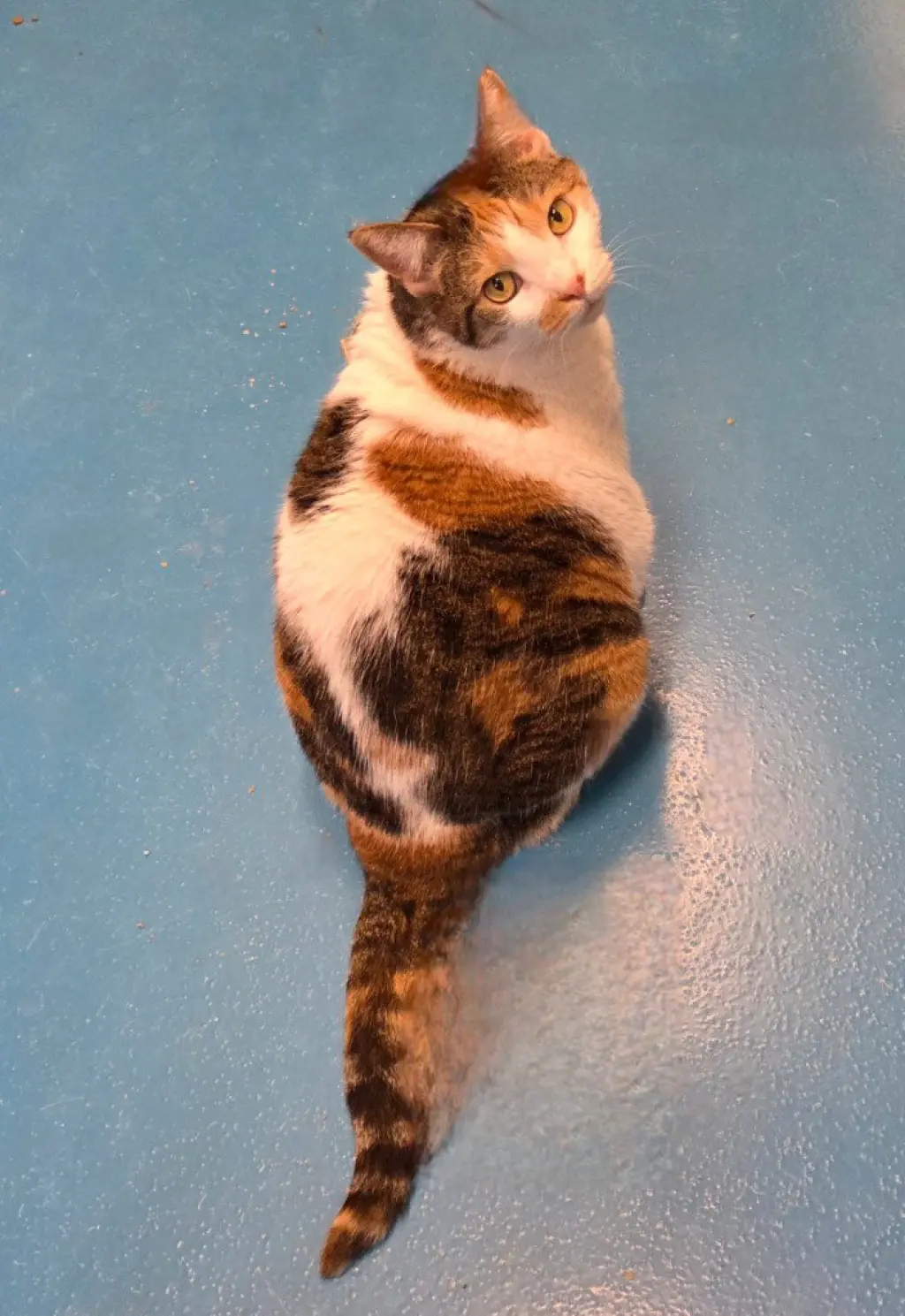 Mimi