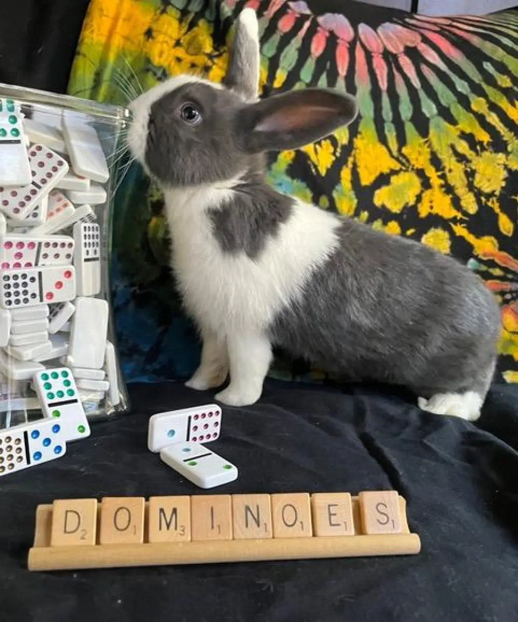 Dominoes