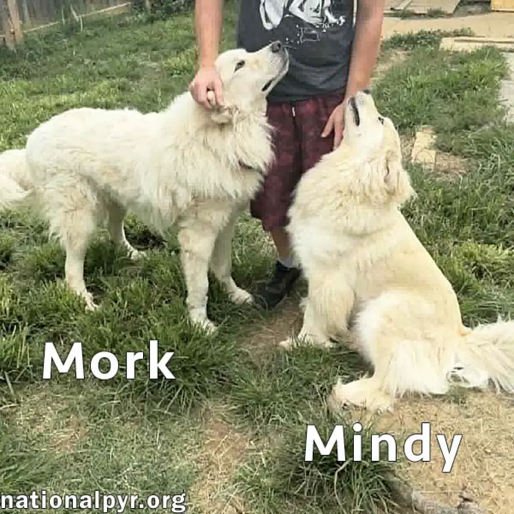 Mork & Mindy in IN - Super Affectionate Duo!