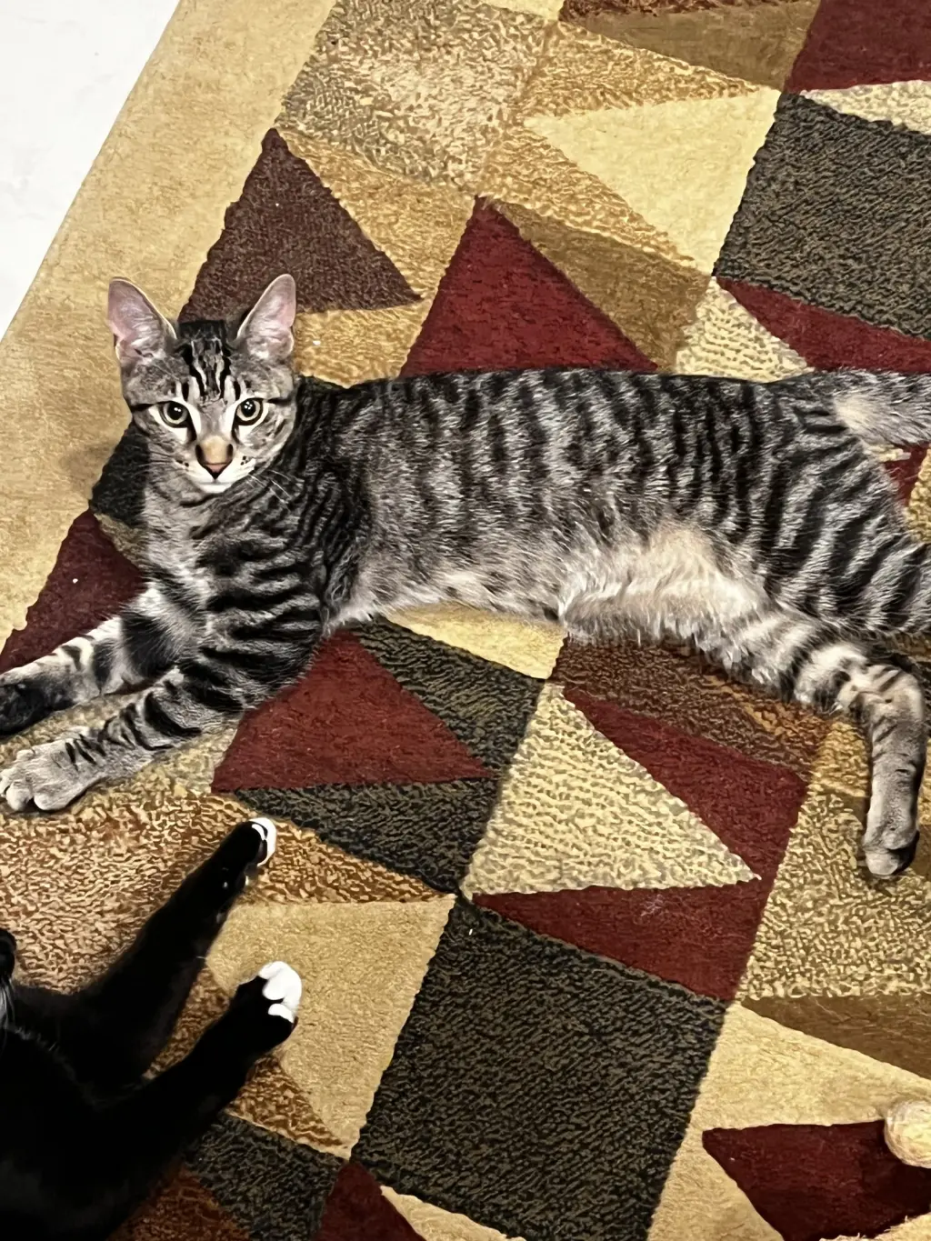 COURTESY POST: 4 Kittens