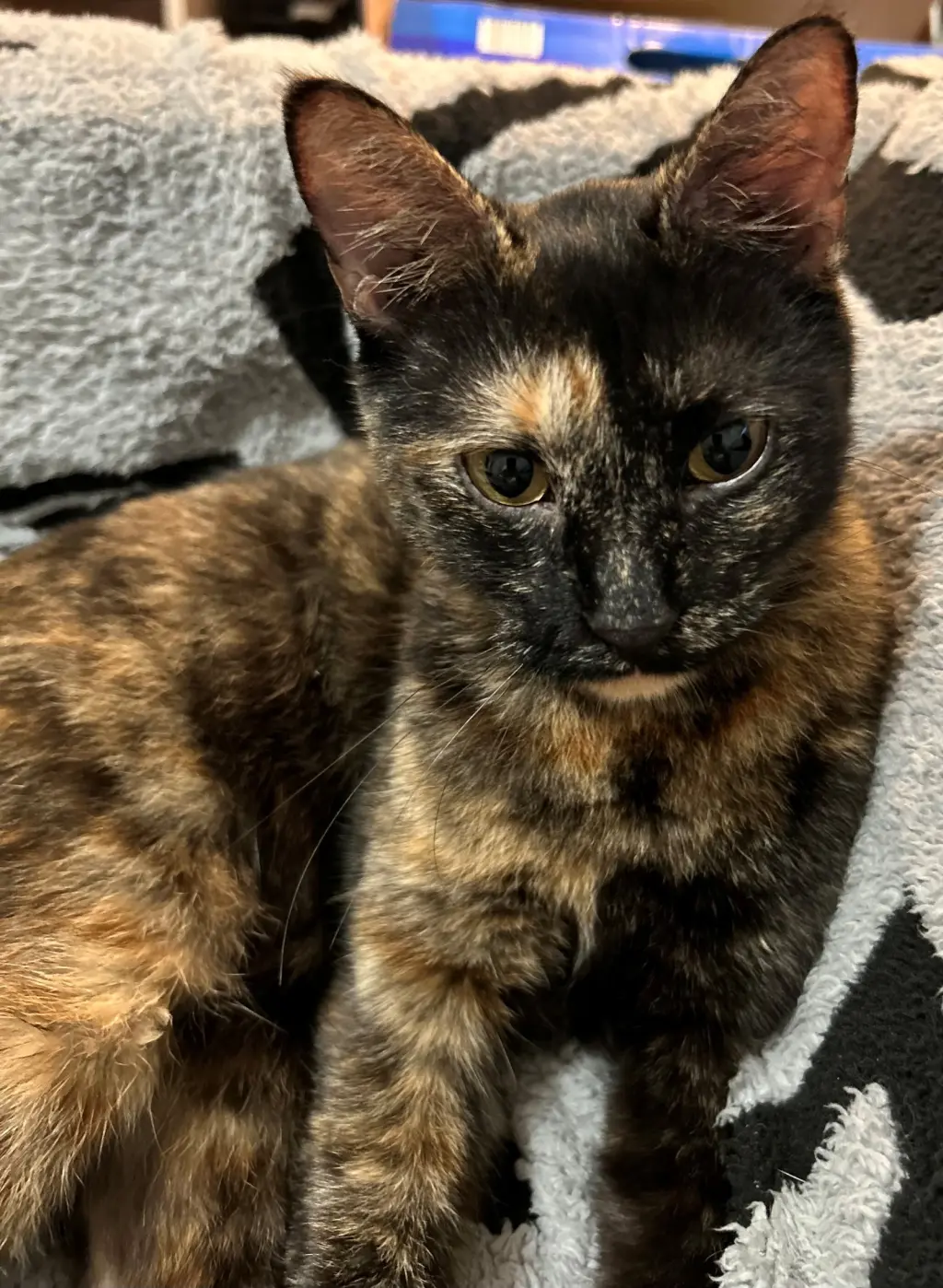 PEPPER