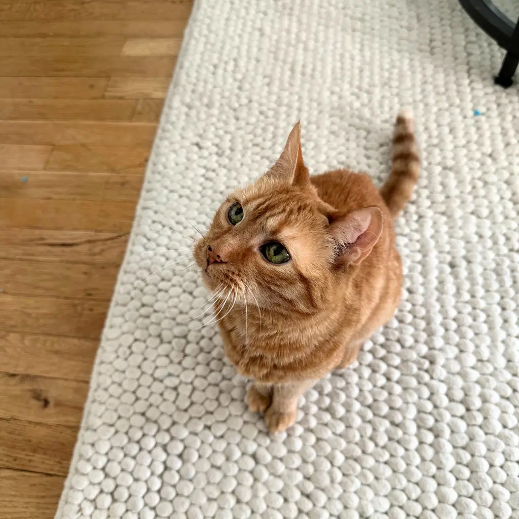 Pistol Shrimp