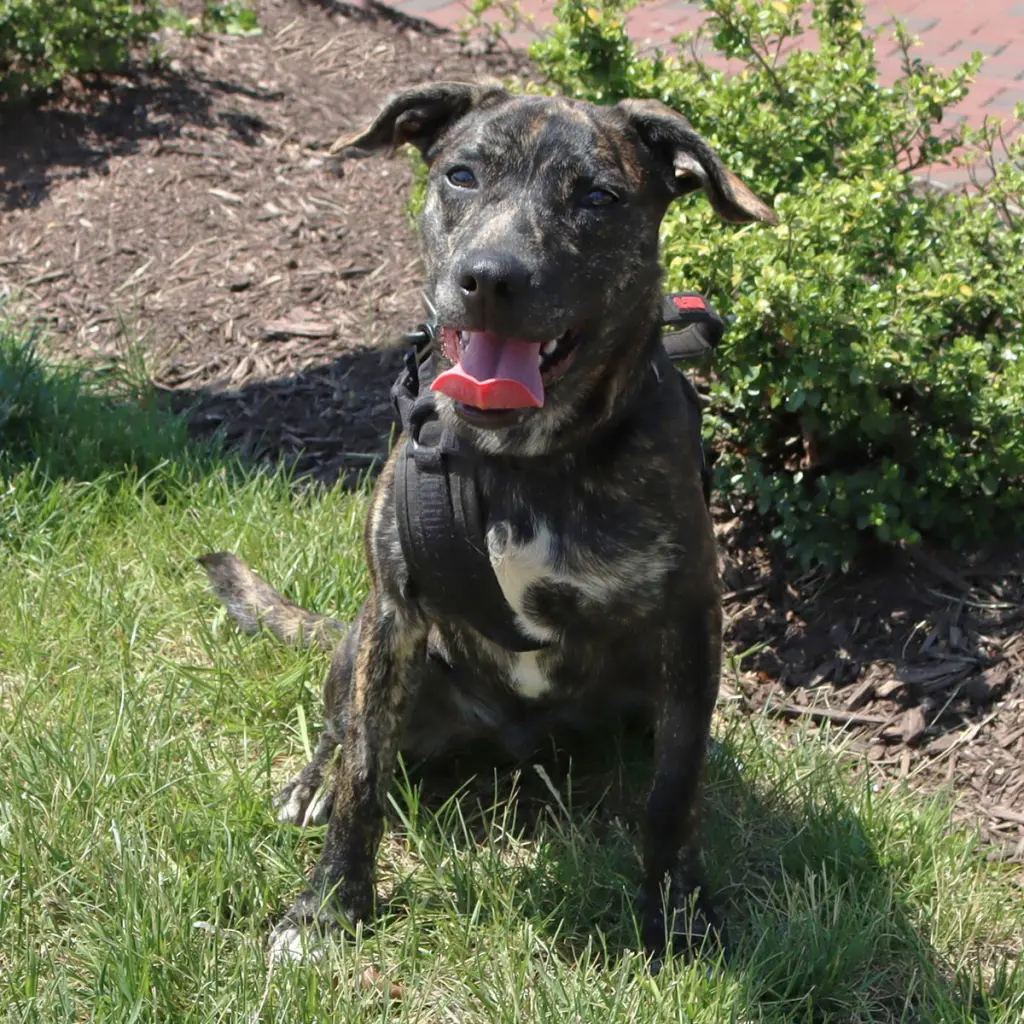 Logan's Pup Jacques