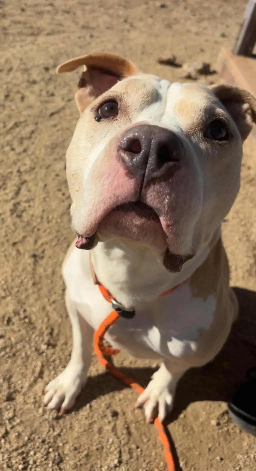 Hank