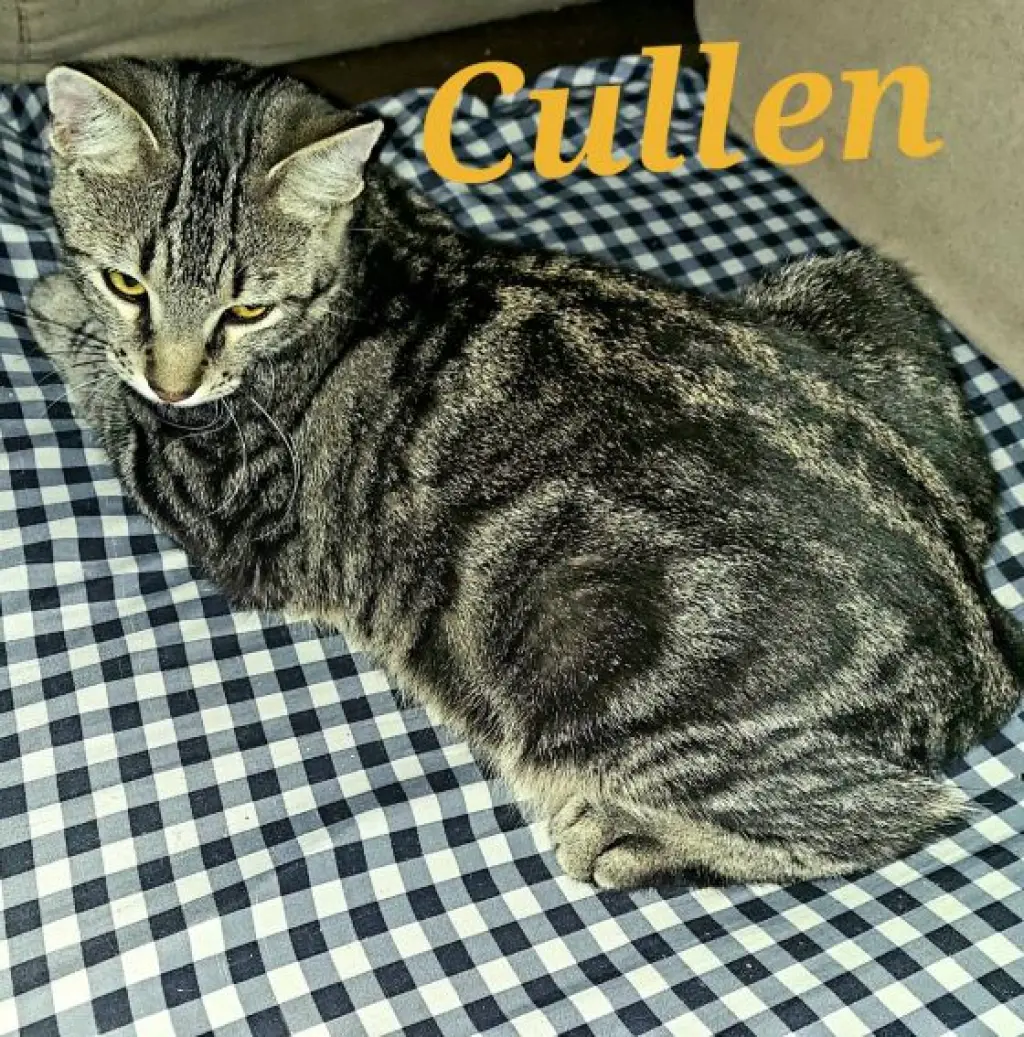 Cullen