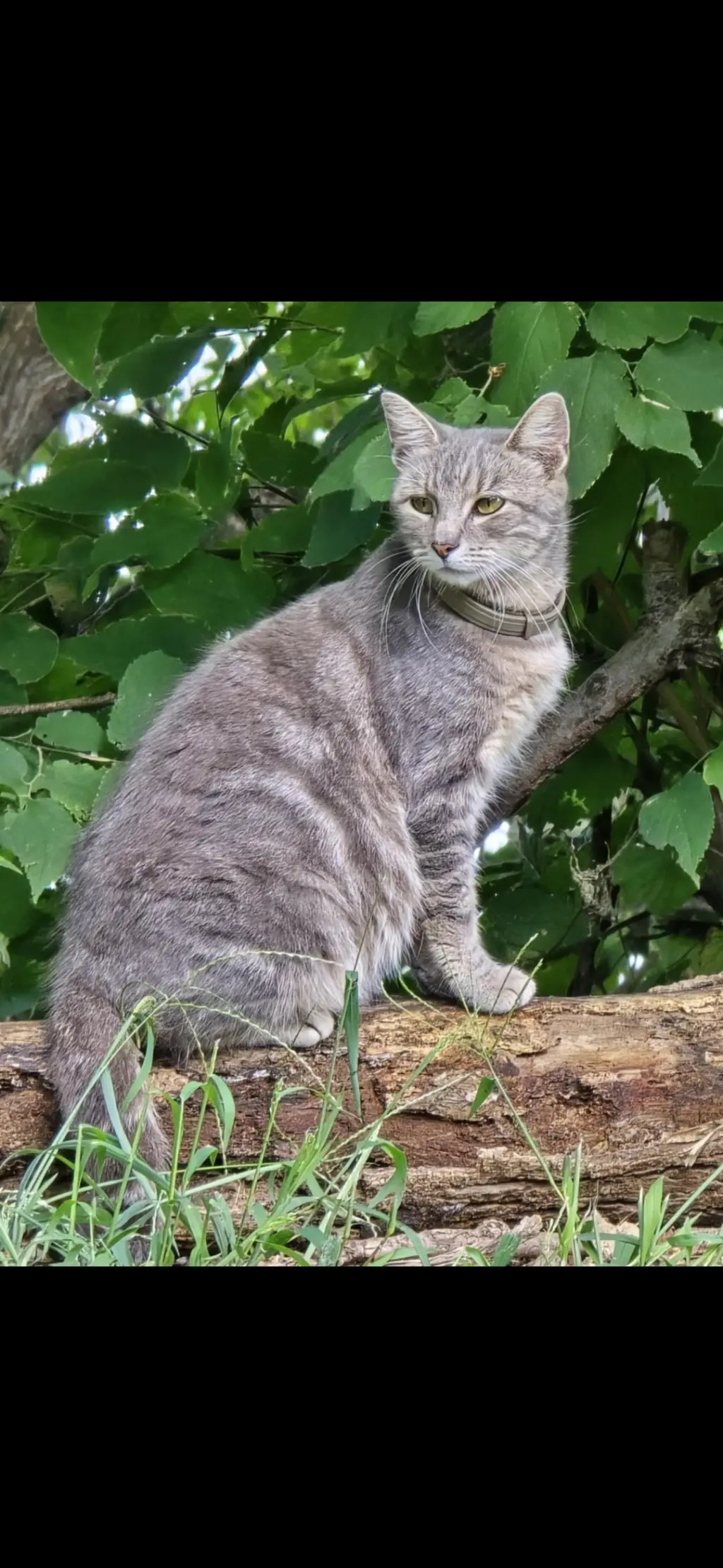 Hazel