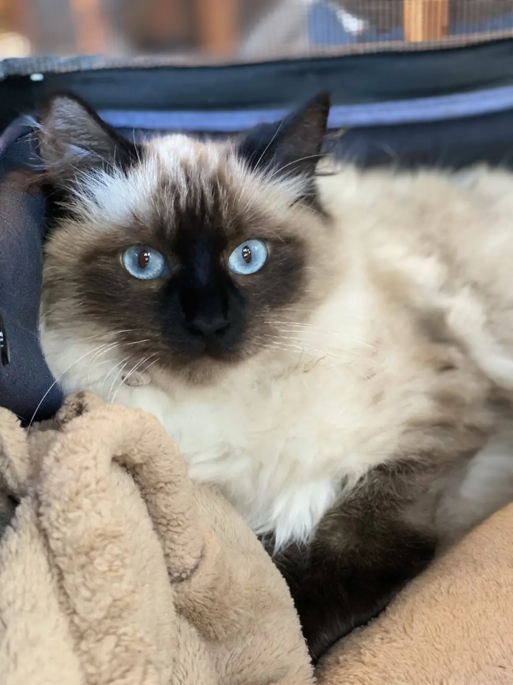 Mochi
