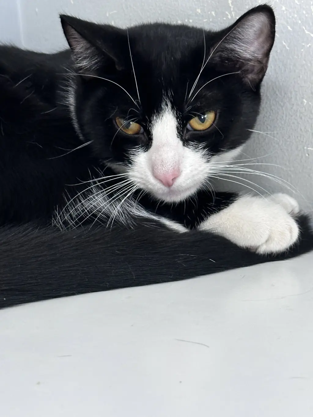 Prissy
