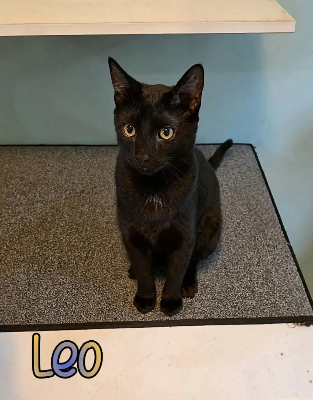 Leo