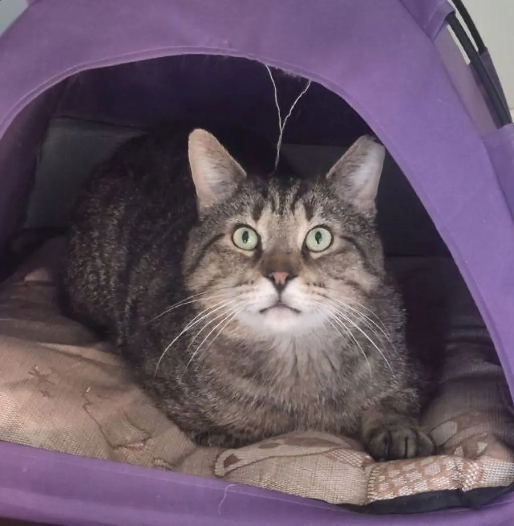 Junior (Best Lap Cat!)