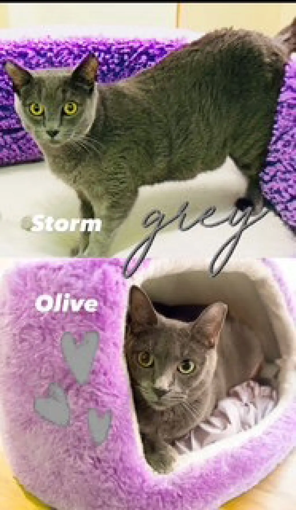 Olive (bonded with Storm)