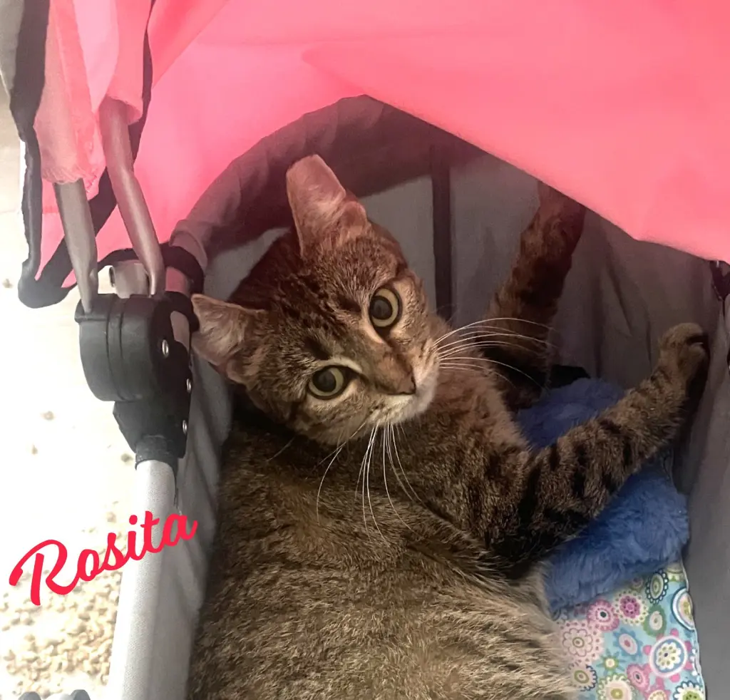 Rosita #calm-bedfellow